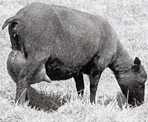 icelandic-sheep